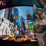 tabs-nyc-color-lipshines