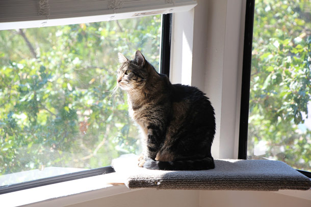 tabs-cat-window